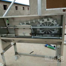 豬場自動化料線 養豬設備升級，邁向高效精準飼養新時代