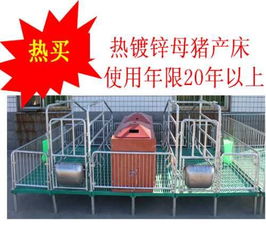 歐牧養豬設備 探析雙體母豬產床優劣與市場報價誤區